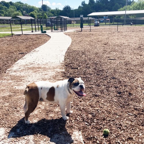 Bulldog standing on wood chips at a dog park, tongue out, with a green ball nearby. Sunlight casts shadows and a paved path leads to fenced areas in the background.