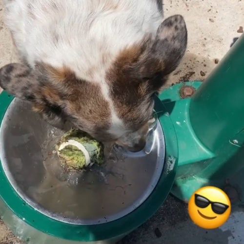 A dog drinks from a water bowl with a tennis ball inside, next to a green post. A sunglasses emoji appears in the bottom right corner.
